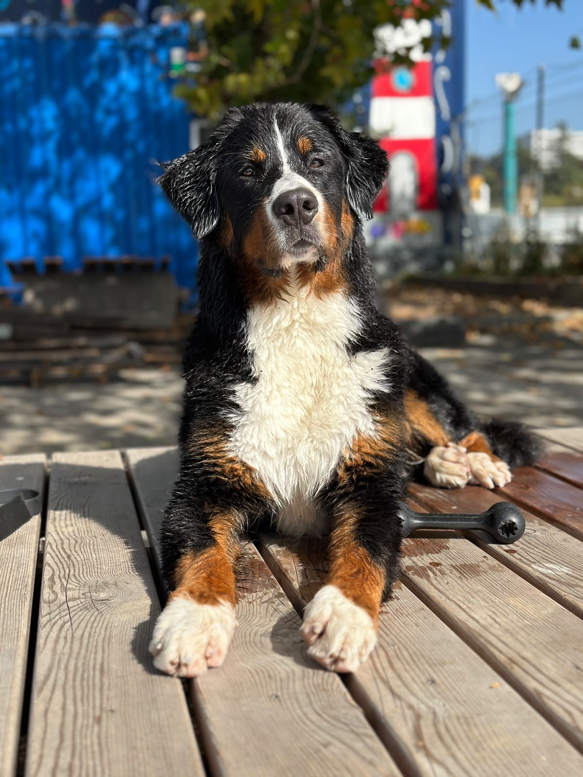 Hugo Schildknecht und sein Hund Sam