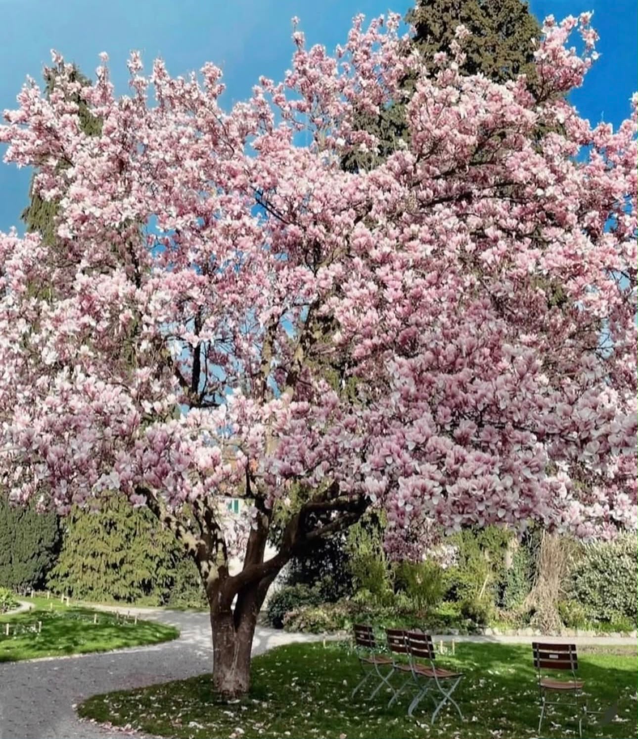 Patumbah Park im Frühling
